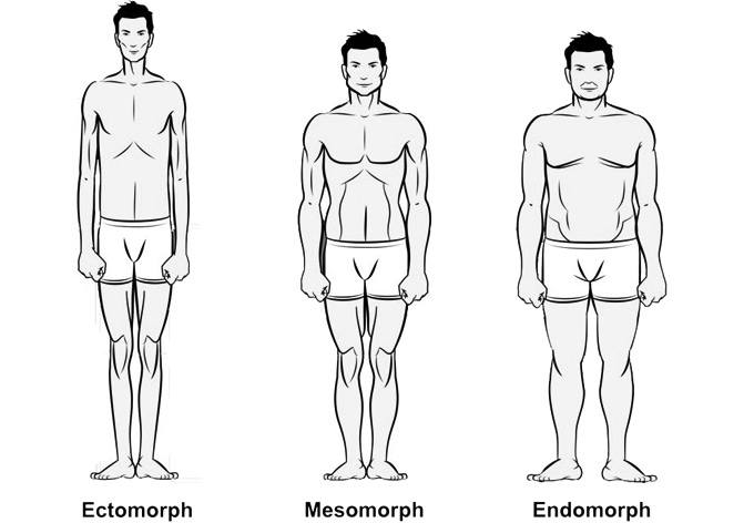 3 body types - Ectomorph, Mesomorph, Endomorph