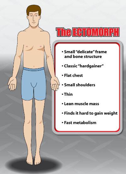 Ectomorph body type - Transformation Definition - Weight Gain Guide