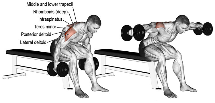 Seated dumbbell bent over lateral raise